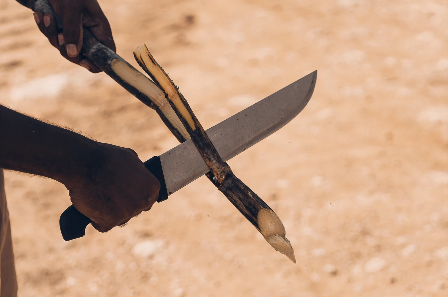 Hände beim Schneiden von Zuckerrohr mit einer Machete auf dem Feld